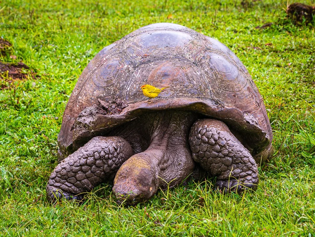 tortoise-1.jpg