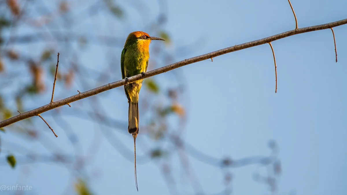 Bee eater.jpg