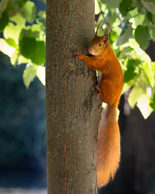 squirrel -1.jpg
