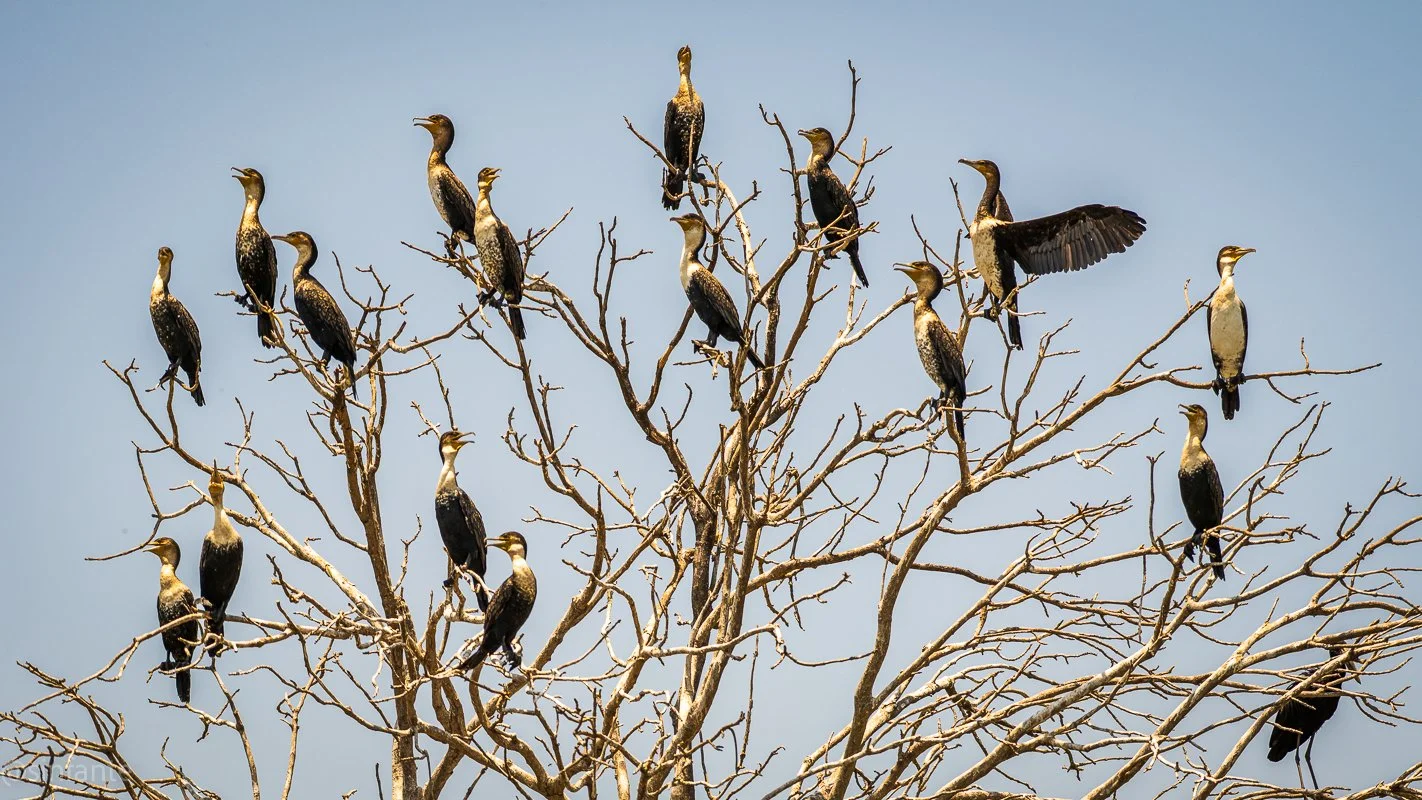 Cormorants.jpg