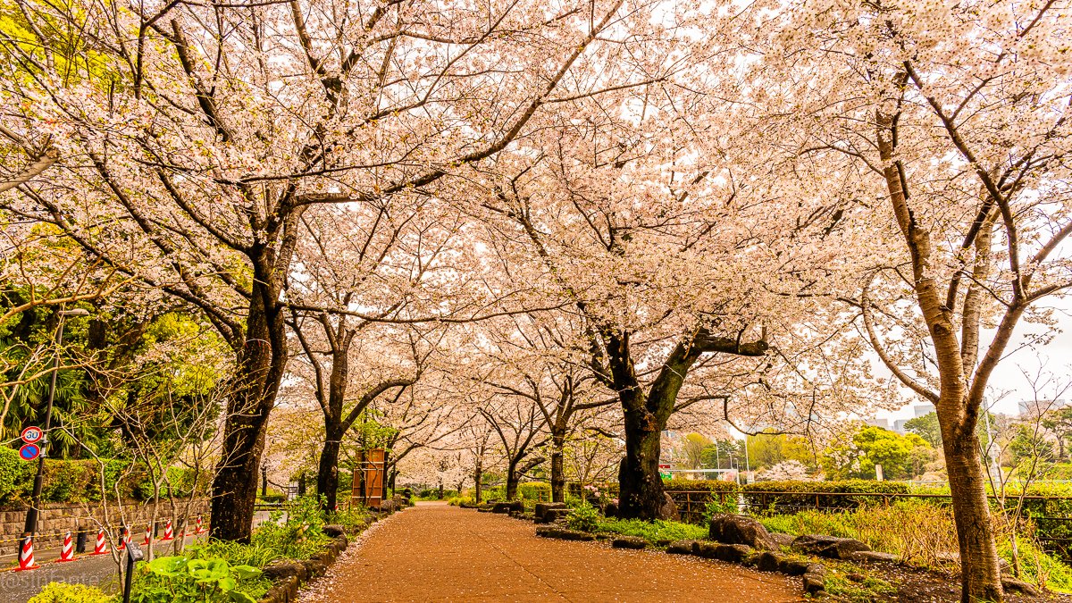 Sakura 1.jpg