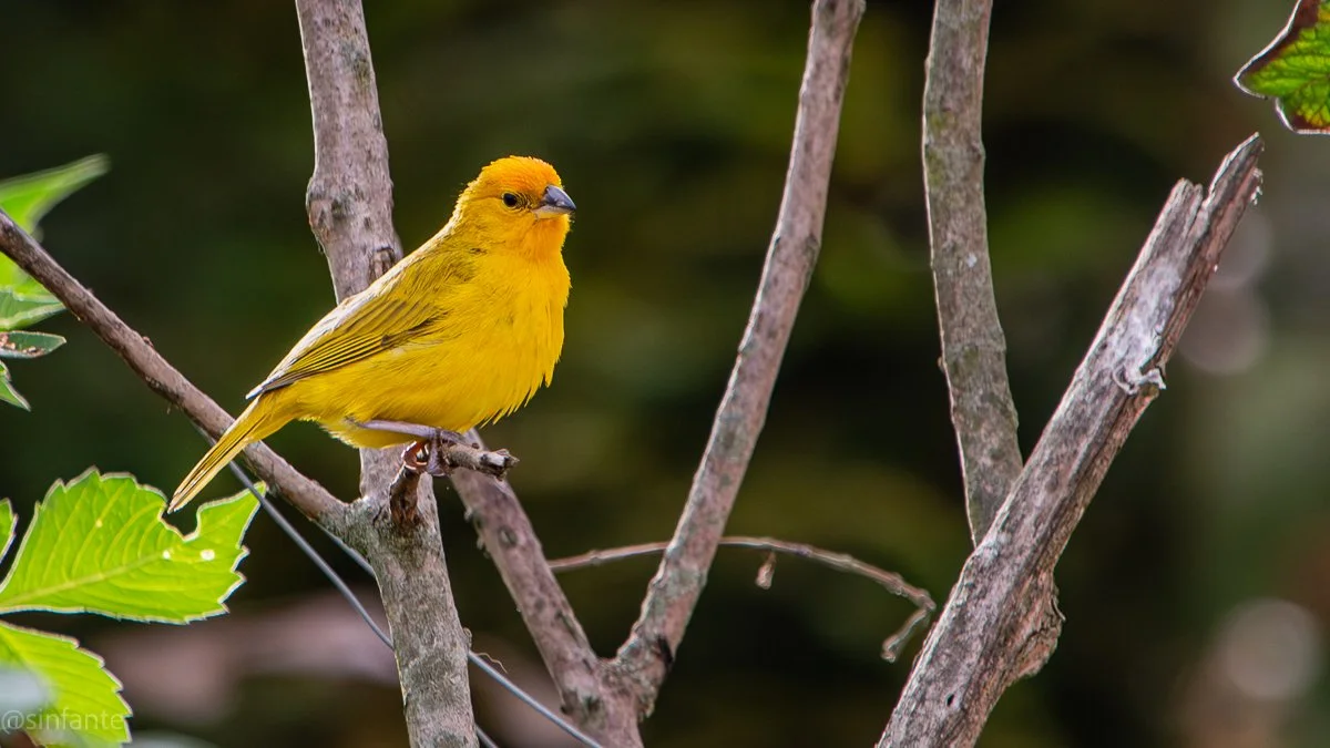 Yellow Saffron.jpg