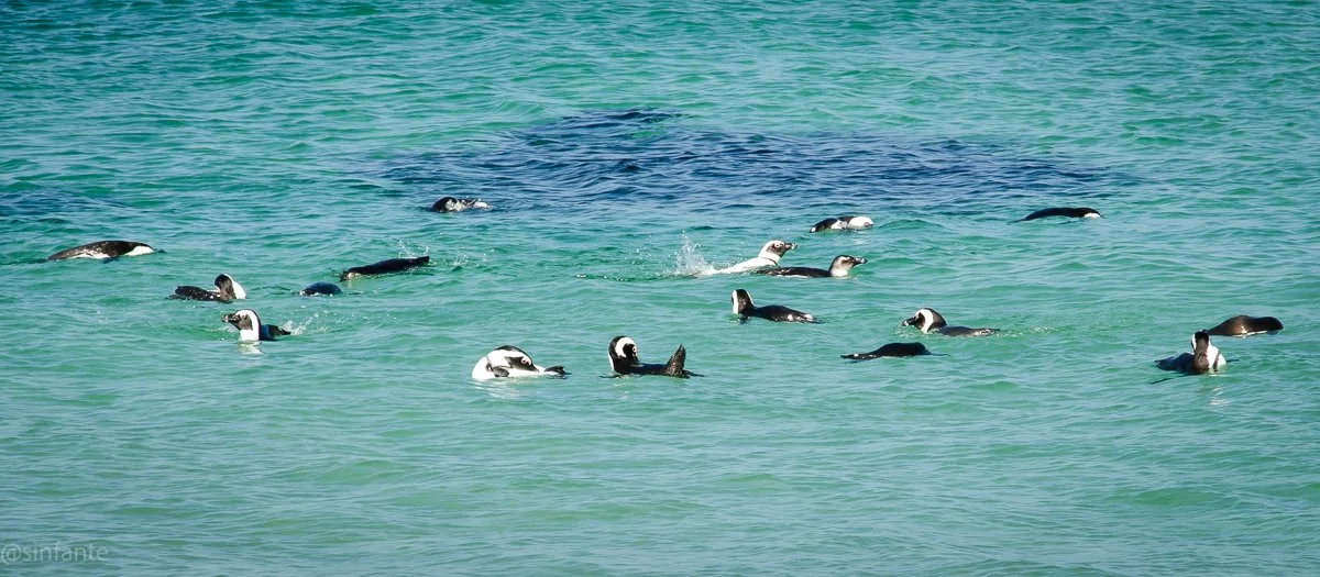 Penguins.jpg