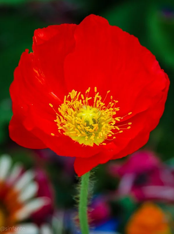 Poppy