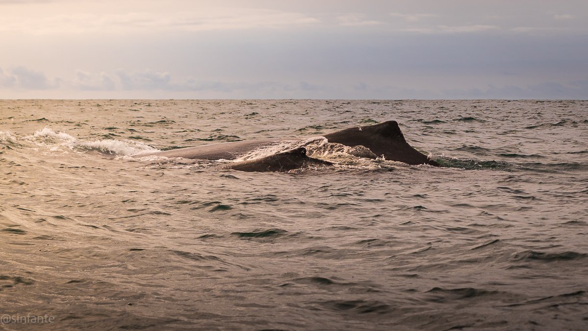 whales-1.jpg