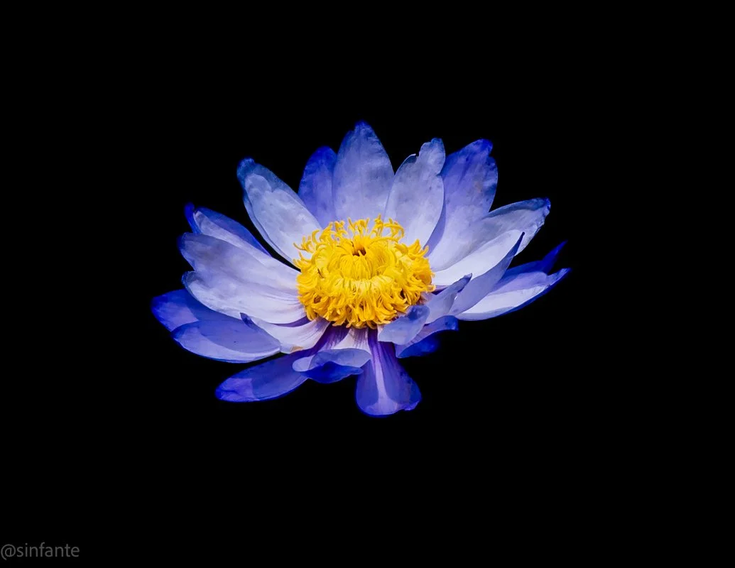 Egyptian lotus