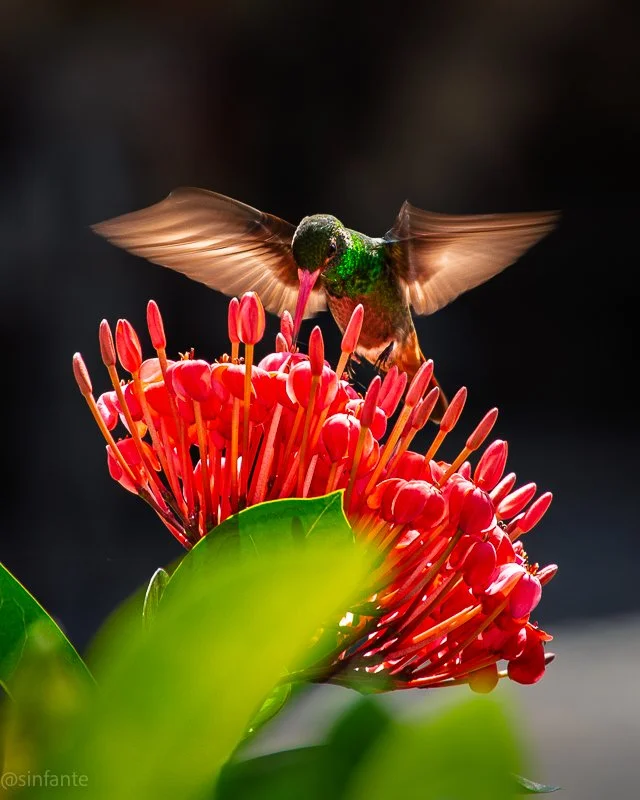humming flower.jpg