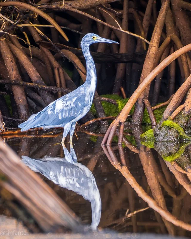 Blue heron.jpg