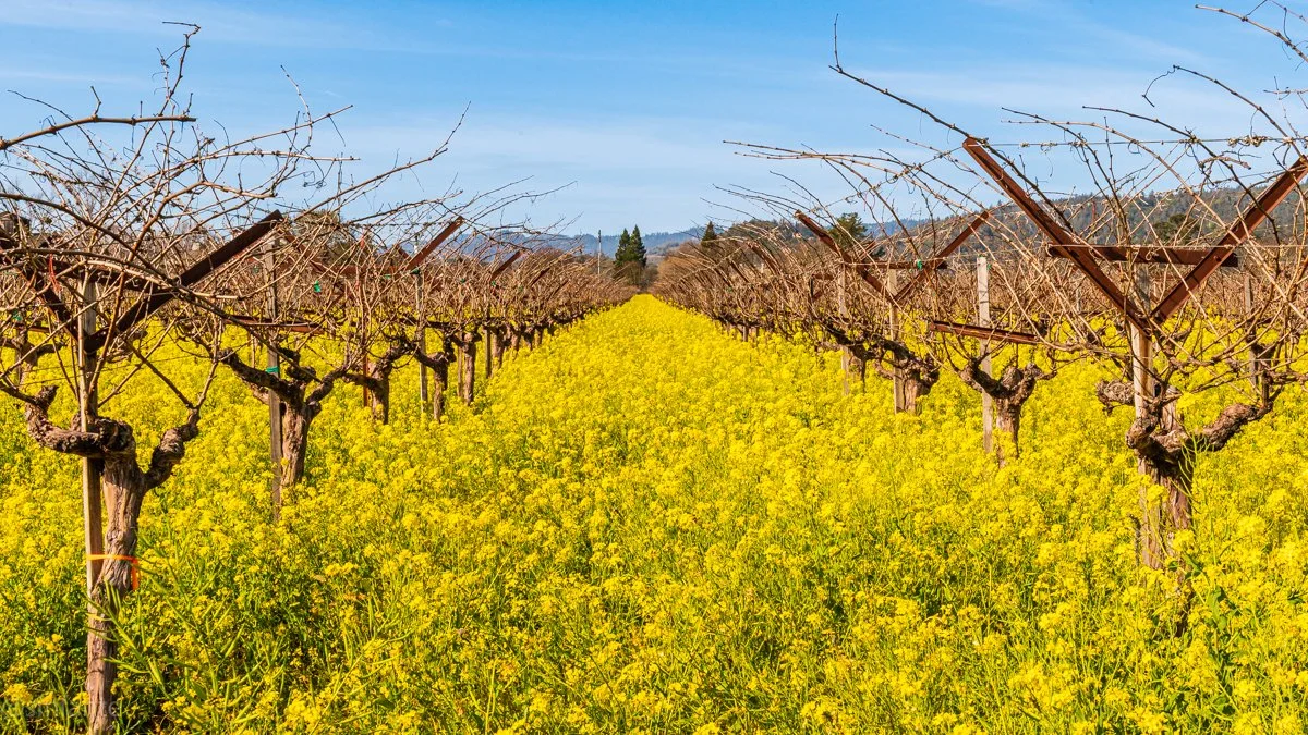 Mustard fields