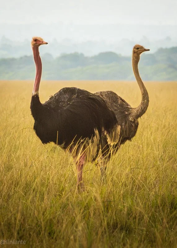 ostrich-1.jpg