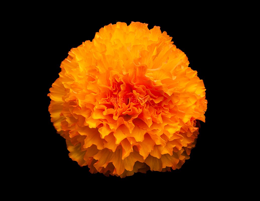 African Marigold