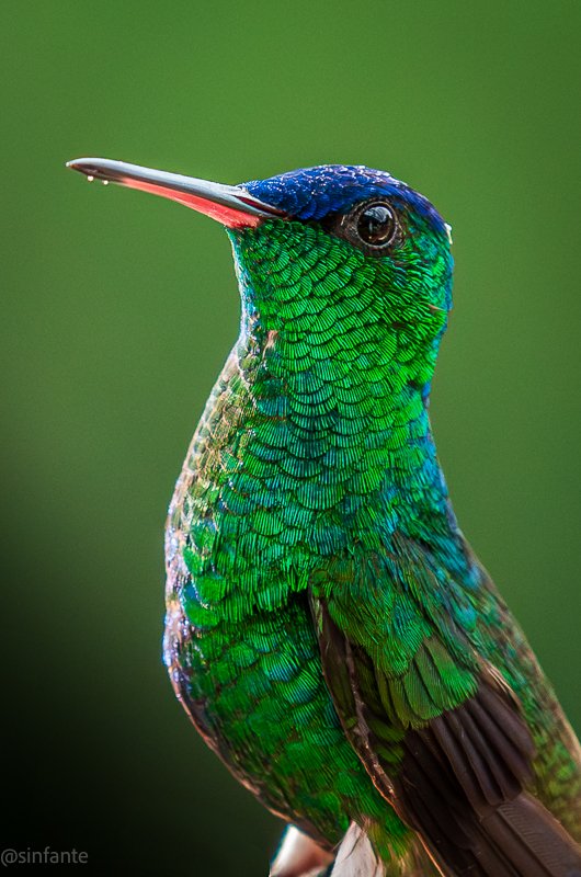 hummingbird1-1.jpg