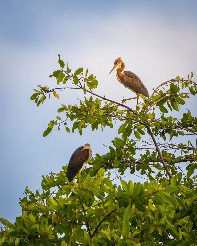 Brown Heron.jpg