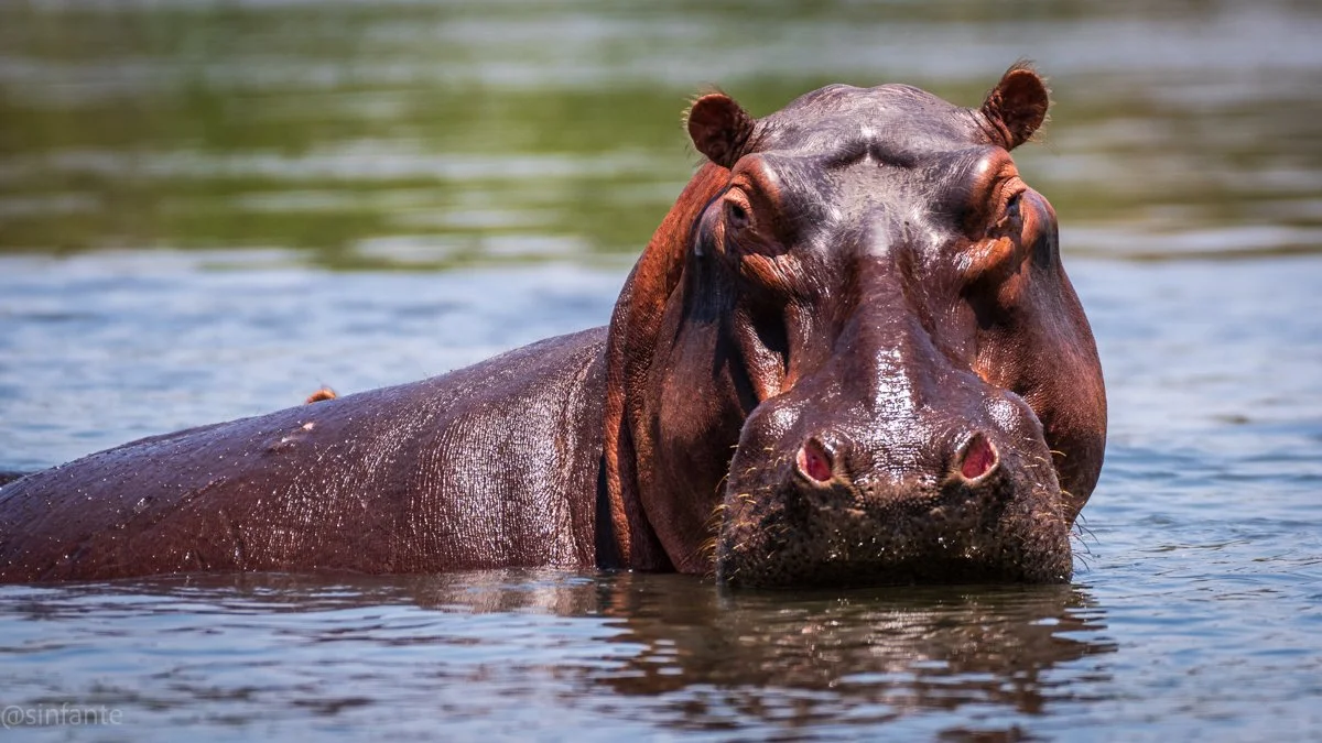 hippo-1.jpg