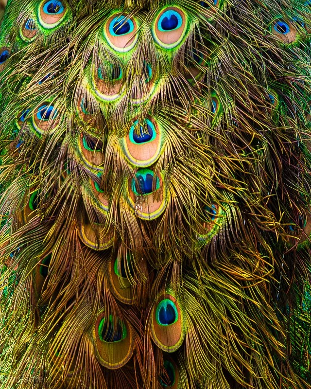 Peacock feathers-1.jpg