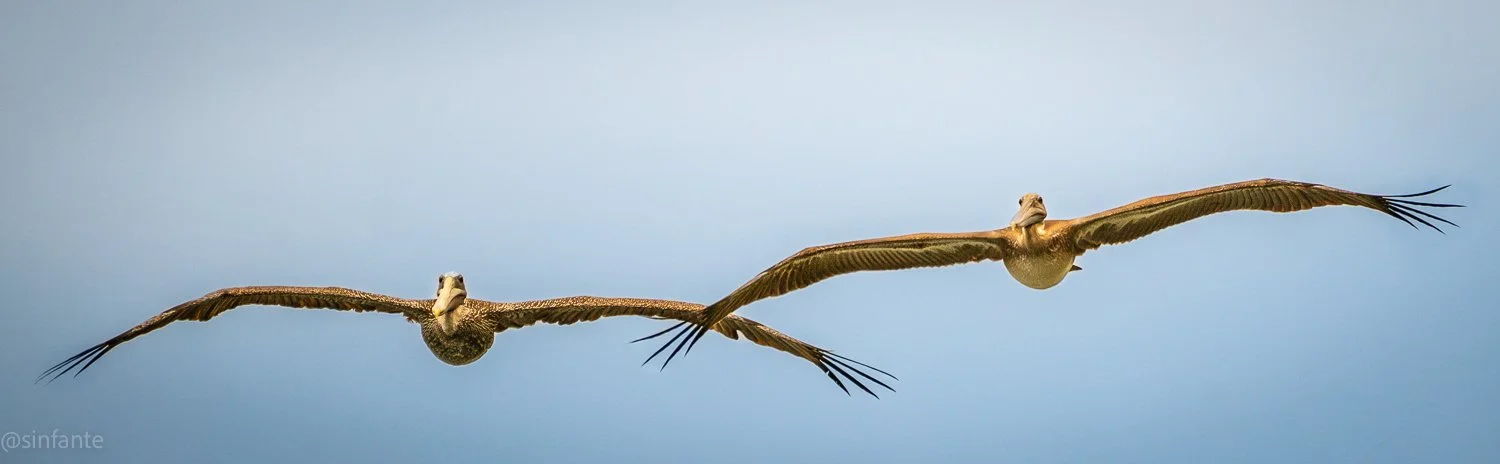 Pelicans.jpg
