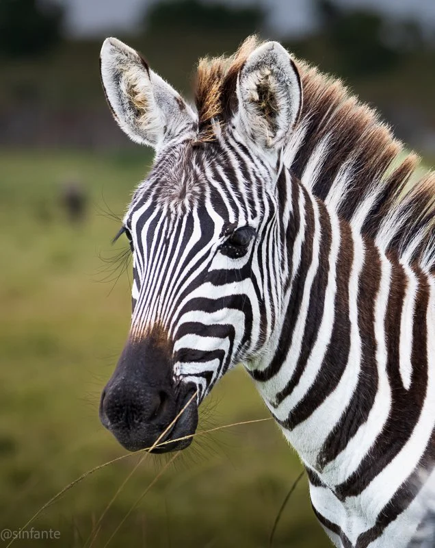 Zebra1.jpg