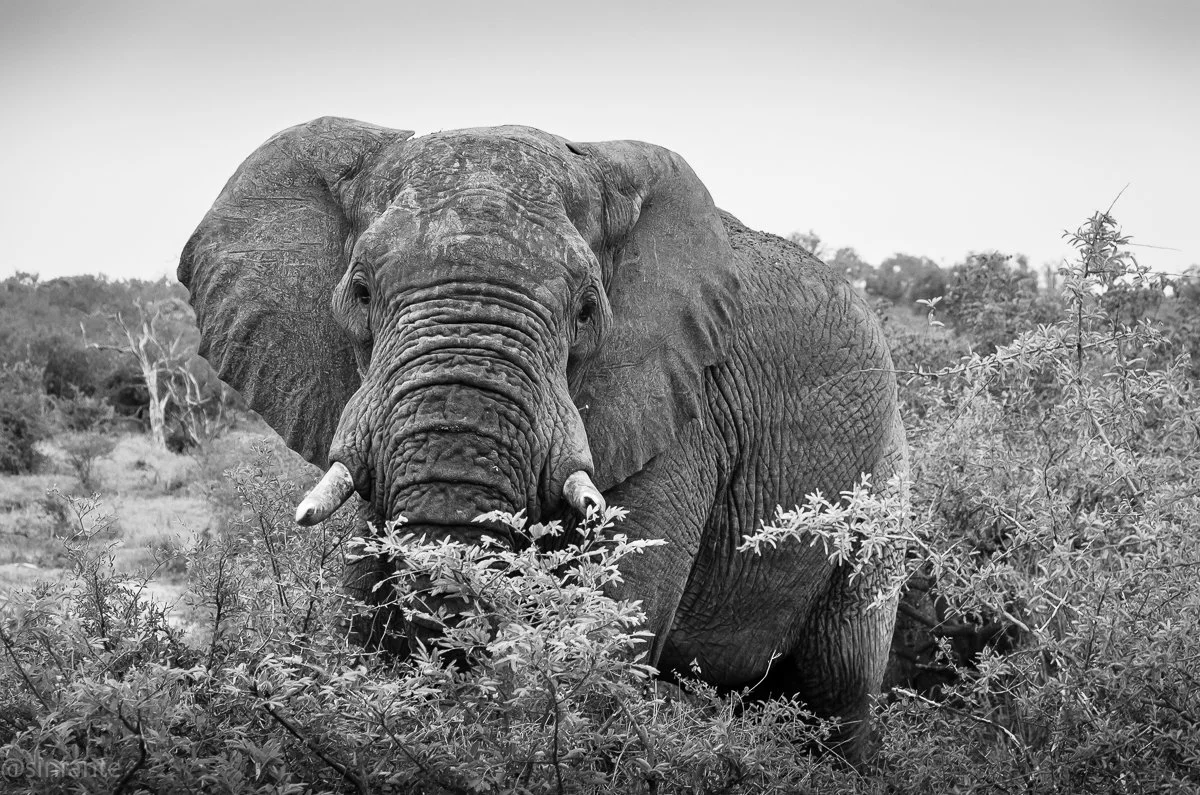 Elephant B&W.jpg