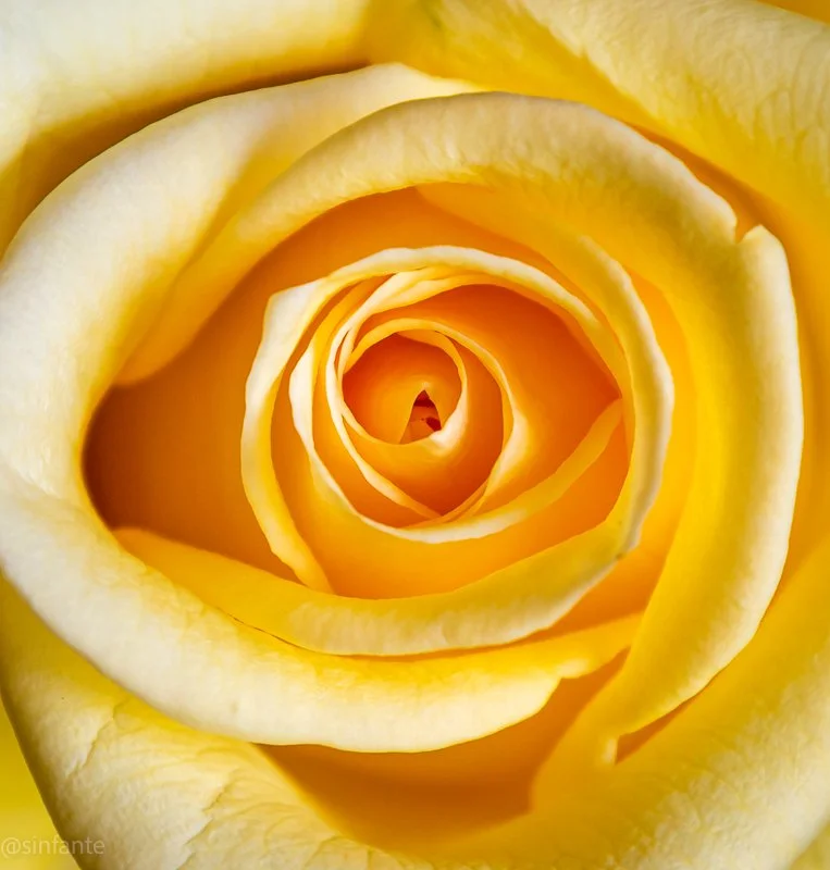 Yellow Rose