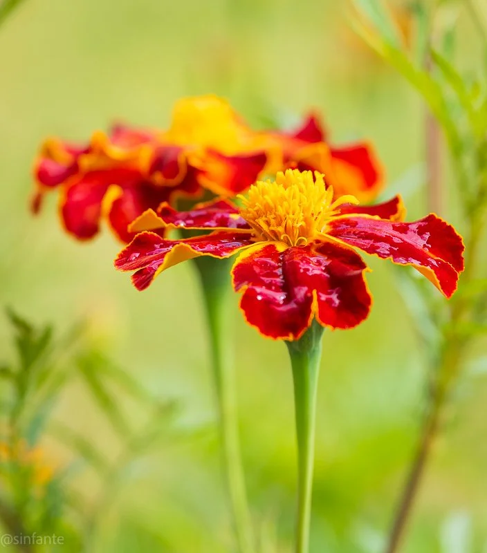 marigold.jpg