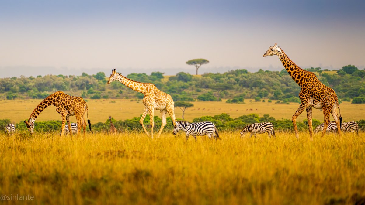 giraffe2-1.jpg