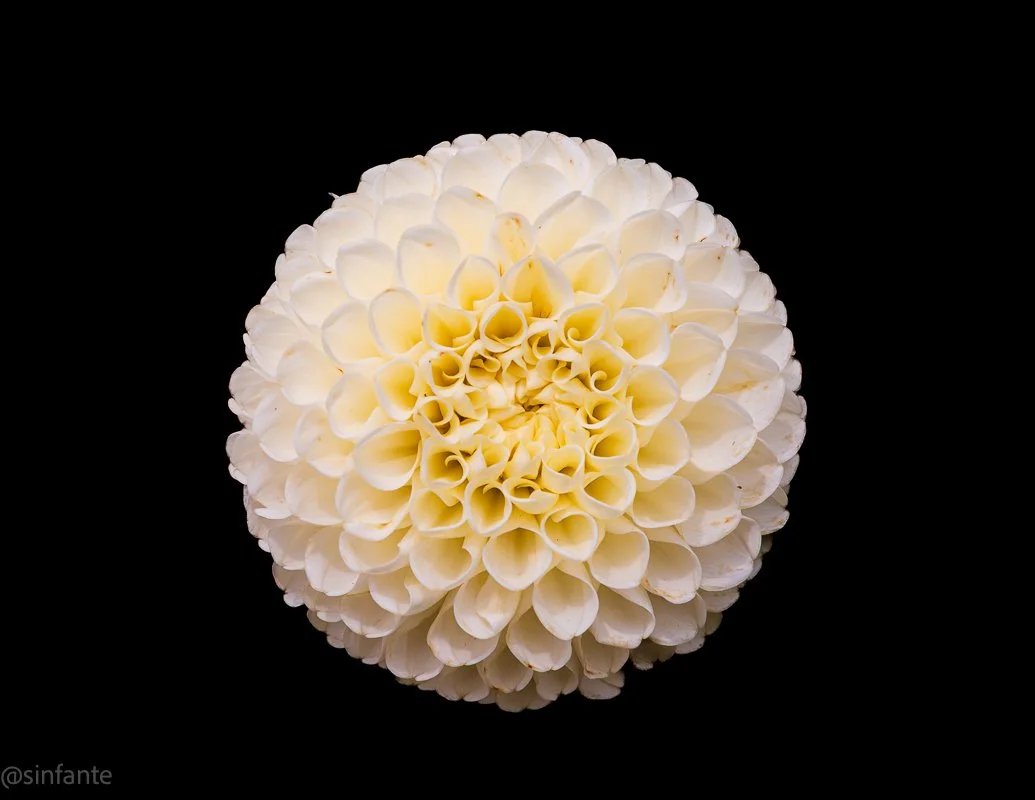 White Dhalia.jpg