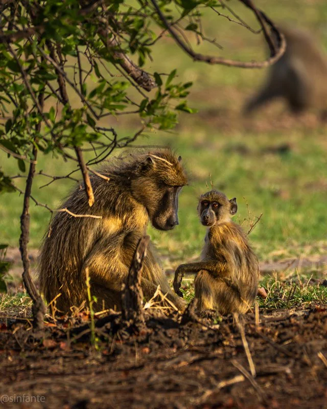 baboon1-1.jpg