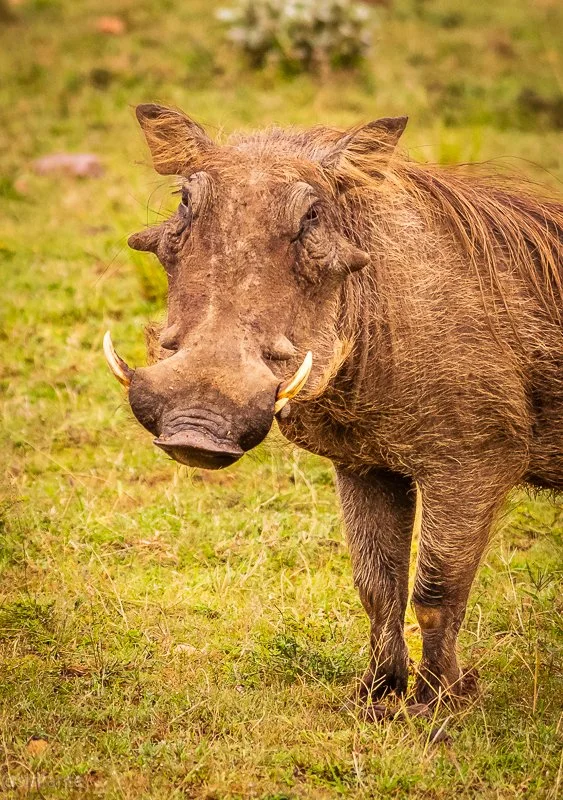 Pumba.jpg