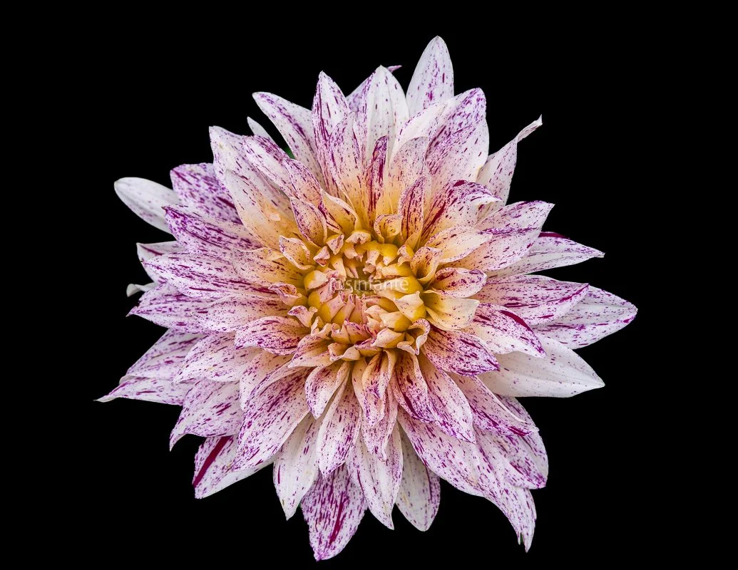Dahlia Avignon