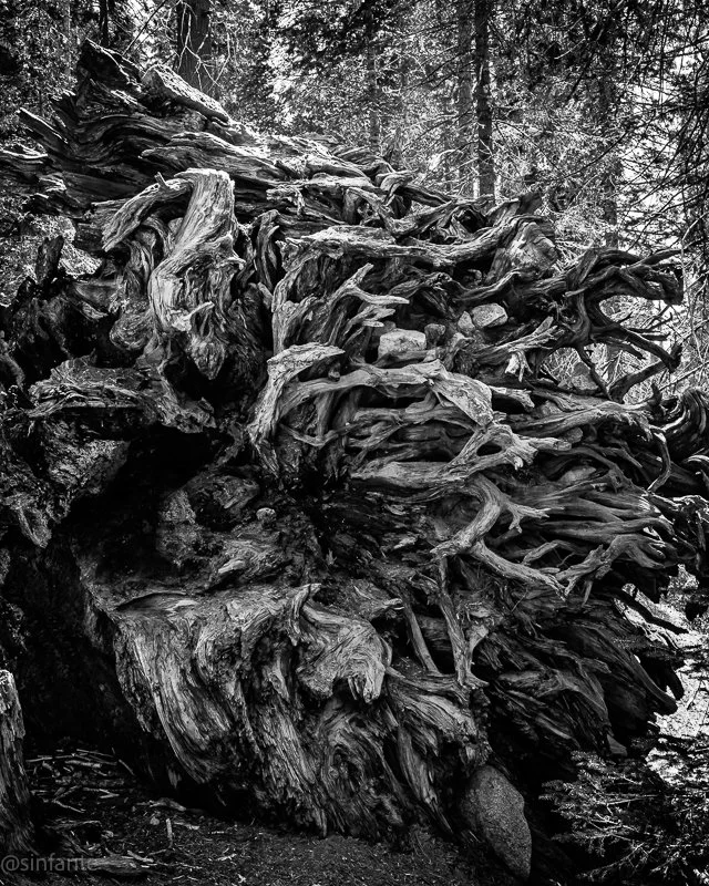 Roots B&W.jpg