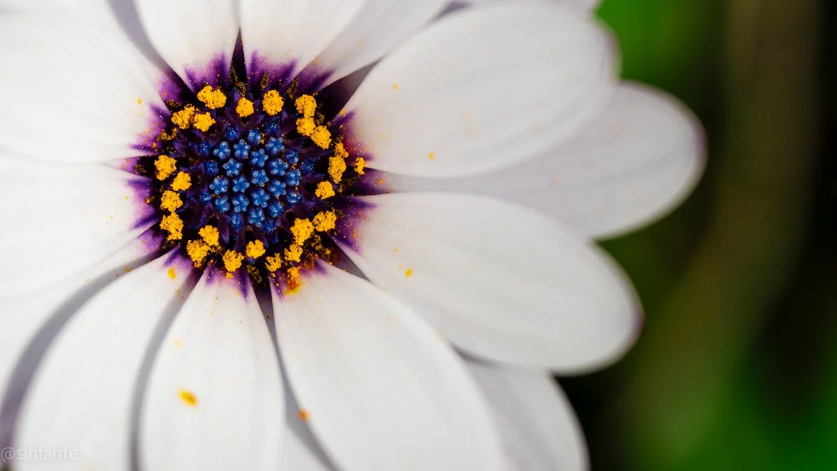 Flower macro.jpg