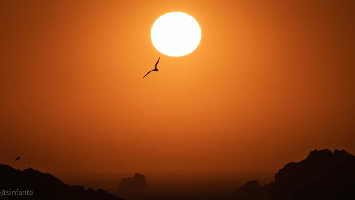 Seagull sunset.jpg