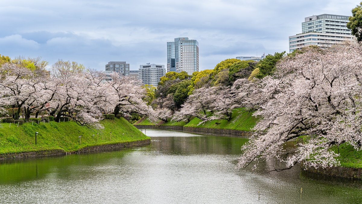 Sakura 2.jpg