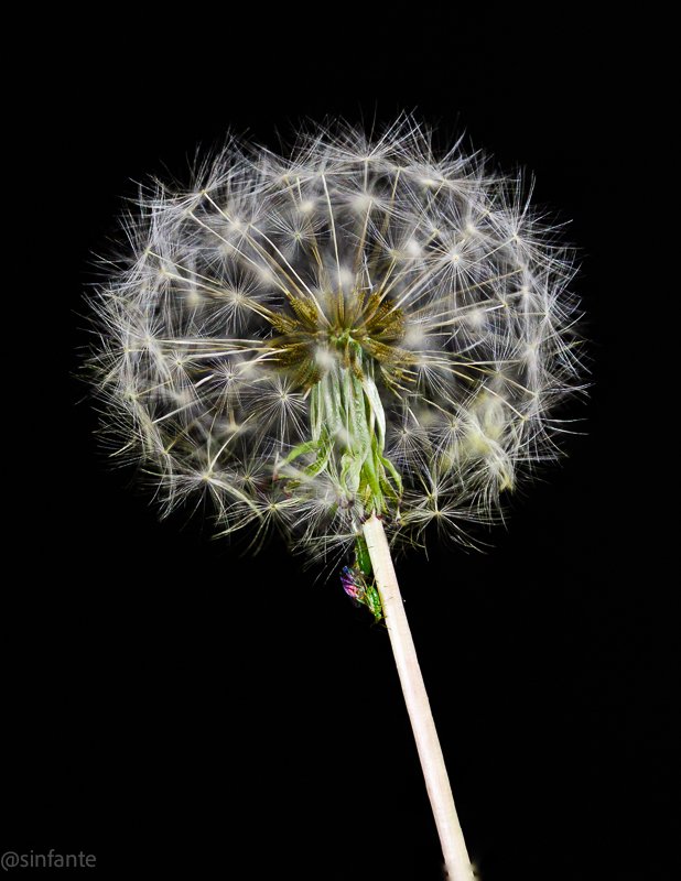 Dandelion
