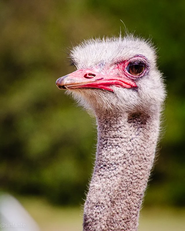 Ostrich2.jpg