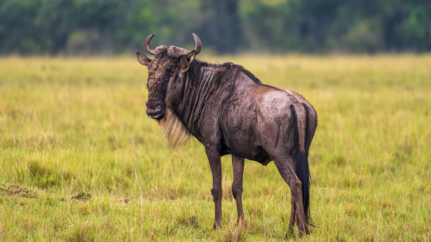 wildebeest1.jpg