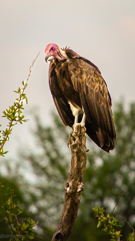 Vulture.jpg