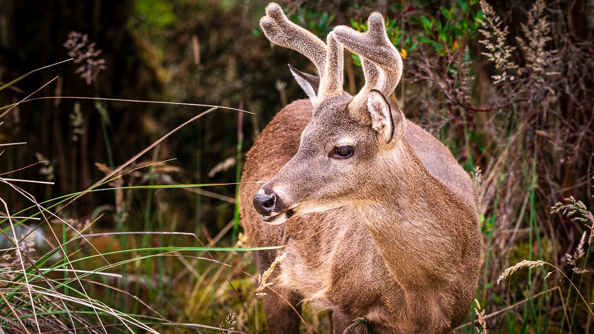 Deer-1.jpg