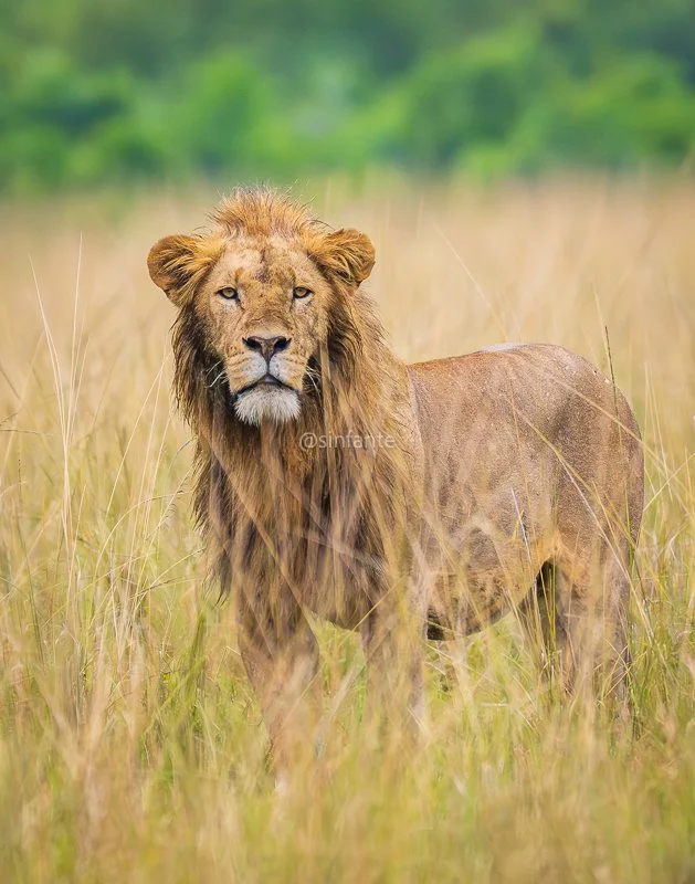 lion1-1.jpg