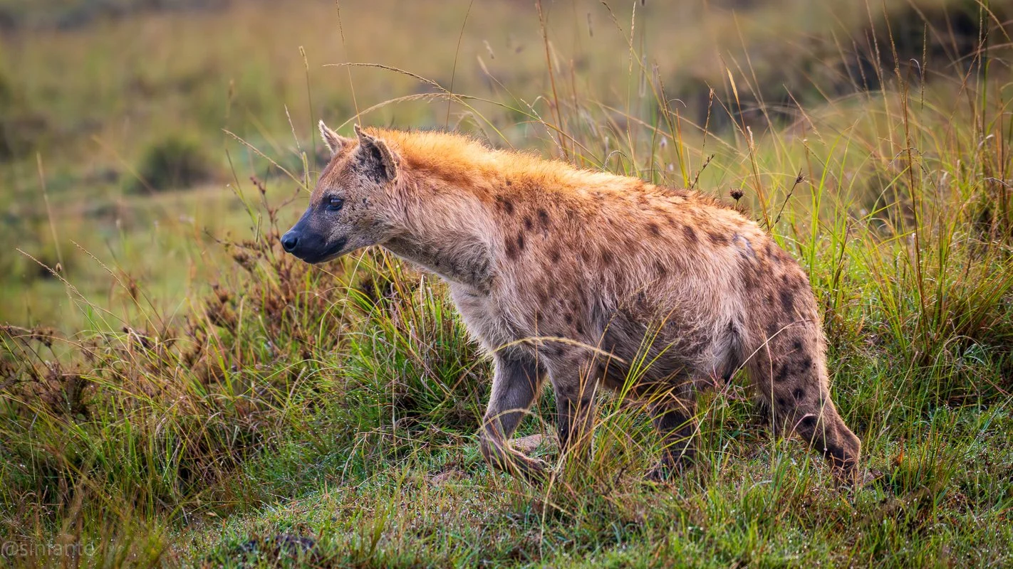 hiena1.jpg