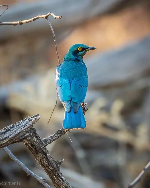 Cape starling.jpg