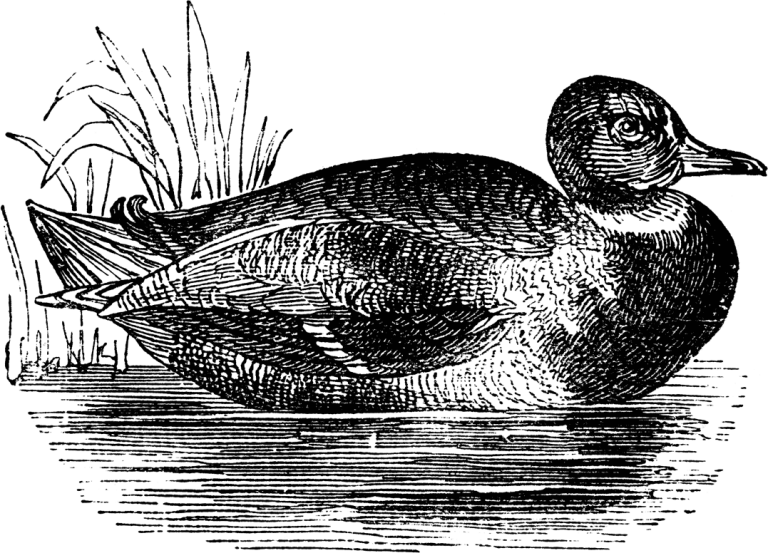 Black and white illustration of a duck swimming in water with reeds on the bank.