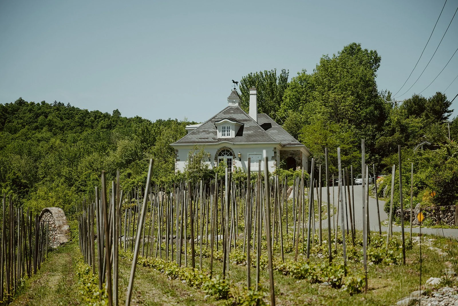 A white house with a pointed roof surrounded by trees, with a vineyard in the foreground and a driveway with parked cars to the right.