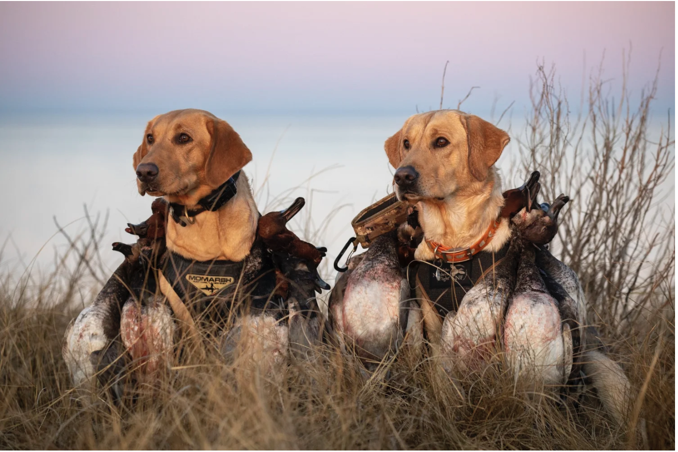 Two dogs in hunting vests sitting in tall grass with a landscape of sky and water in the background, each carrying a few ducks in their mouths.