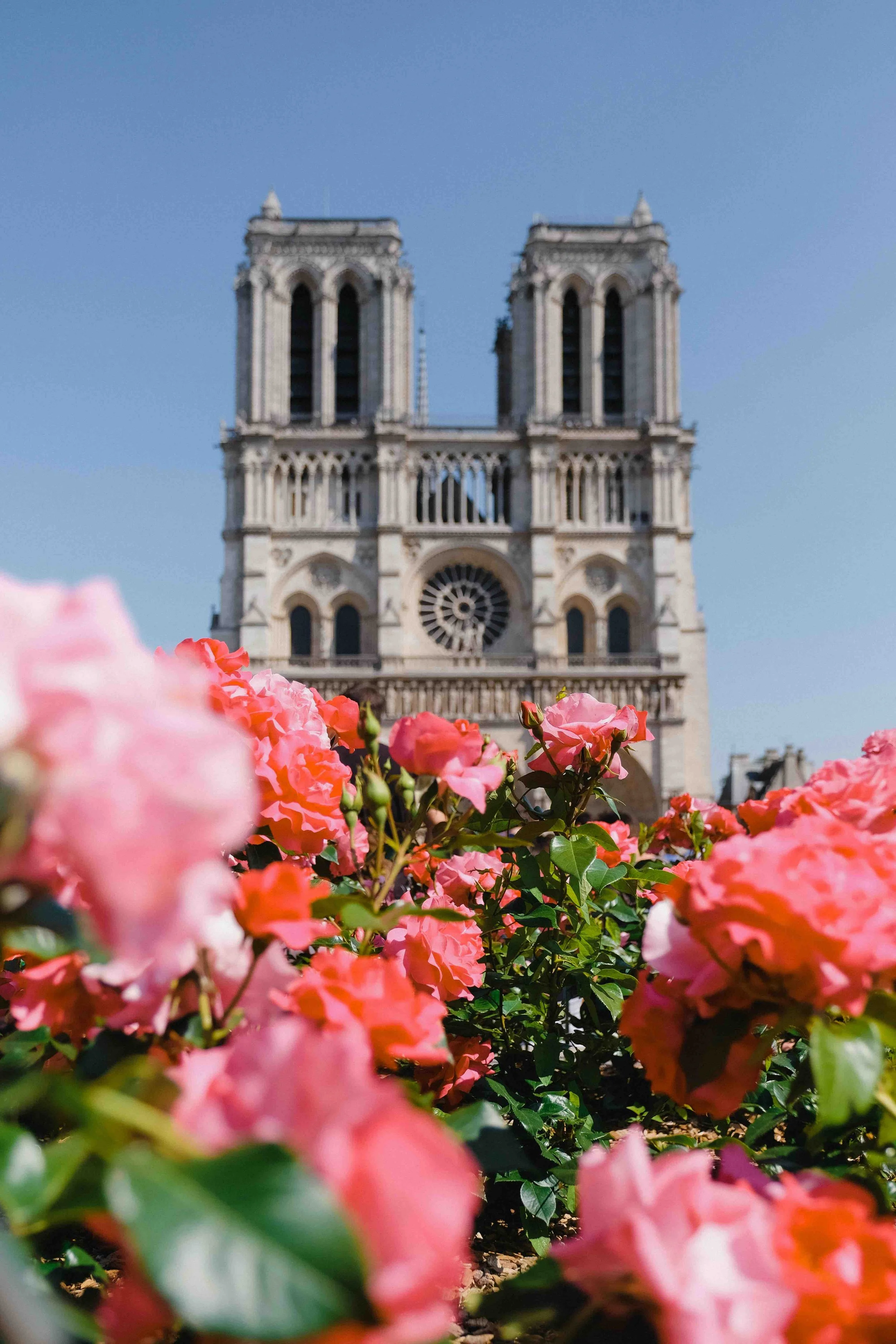Flowers in pink and orange shades with the Notre Dame Cathedral in Paris visible in the background on a clear, sunny day.