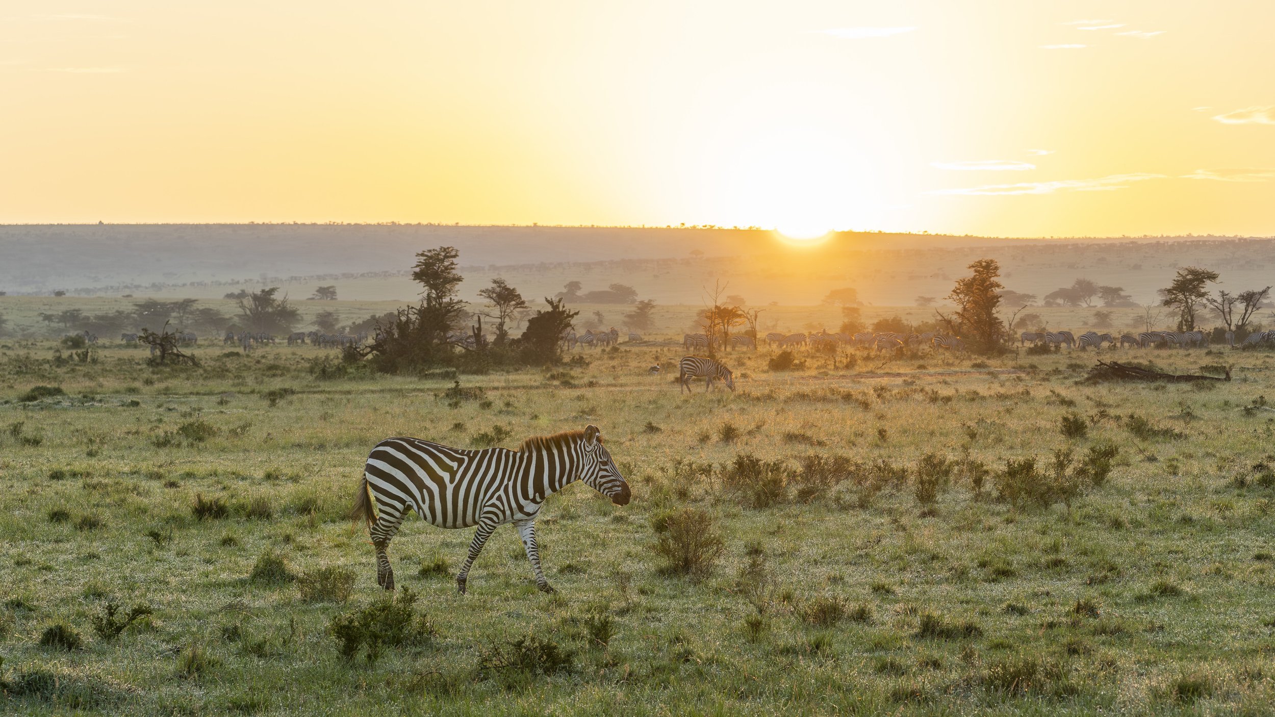 A herd of zebras grazing in a grassy plain during sunset with the sun near the horizon, and trees scattered across the landscape.