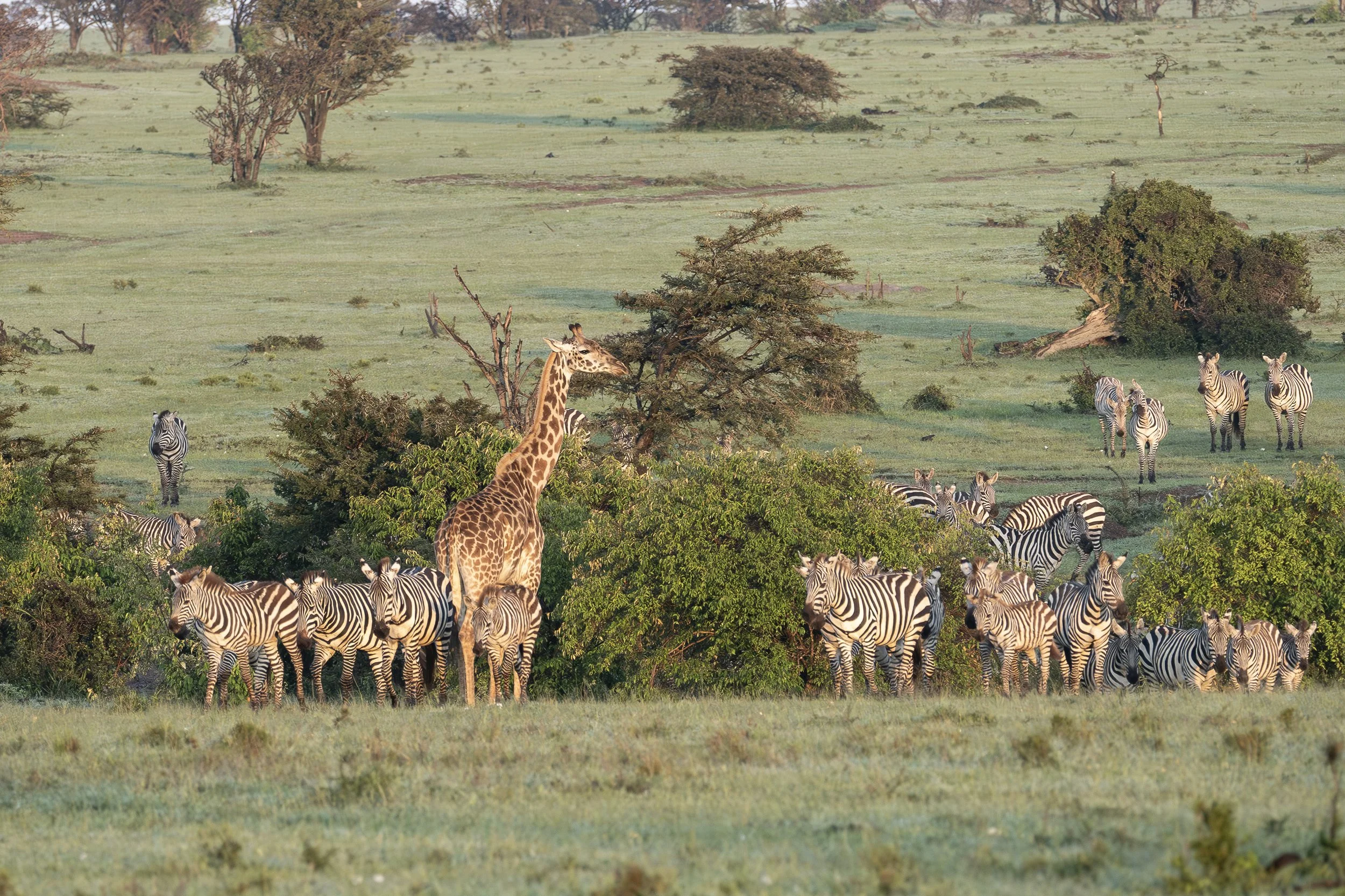 A herd of zebras grazing in a grassy savannah with some bushes and a giraffe standing among the trees in the background, under a clear sky.