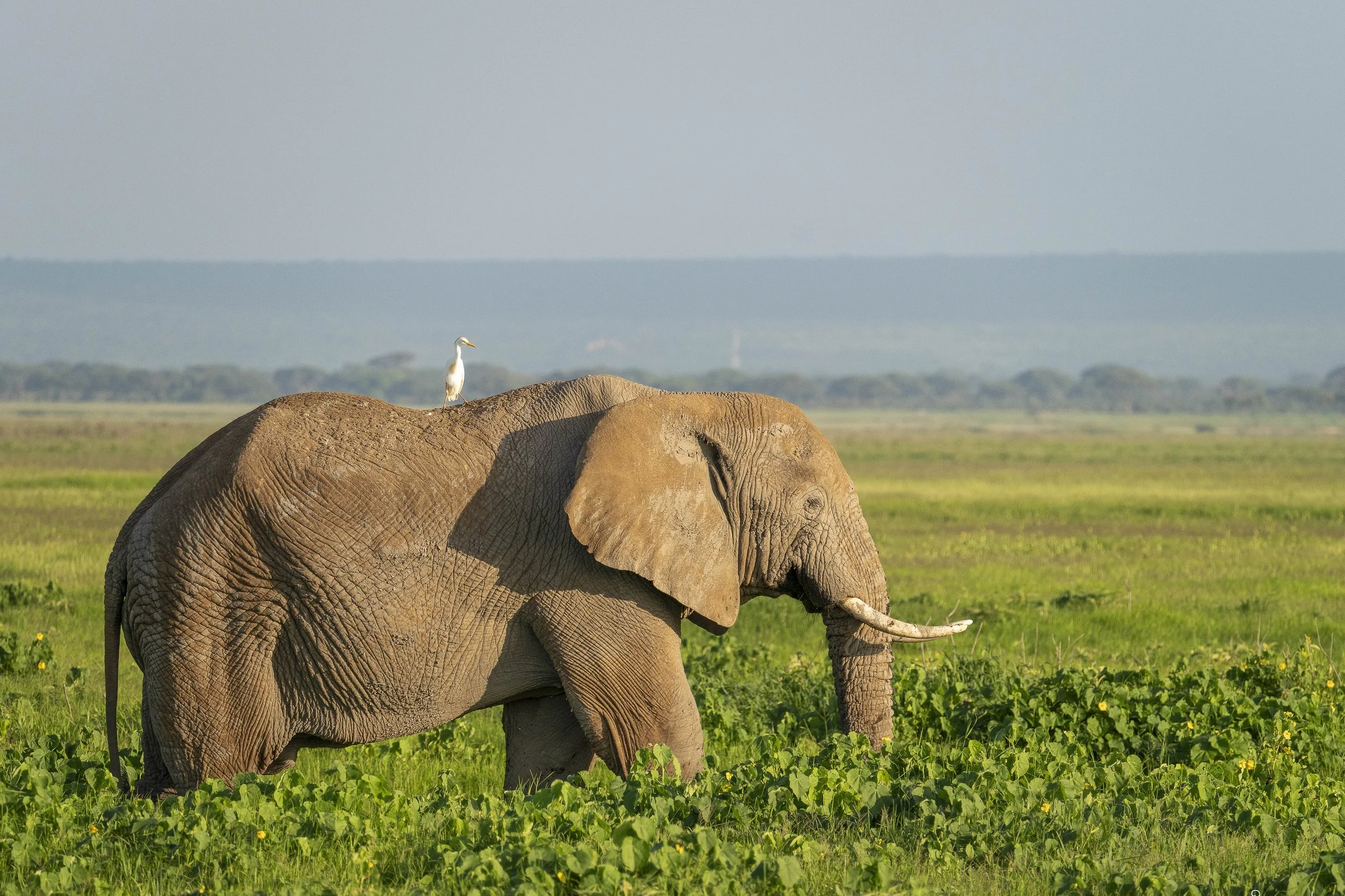 A large elephant standing in a green grassy field with a bird perched on its back, with a distant landscape and blue sky in the background.