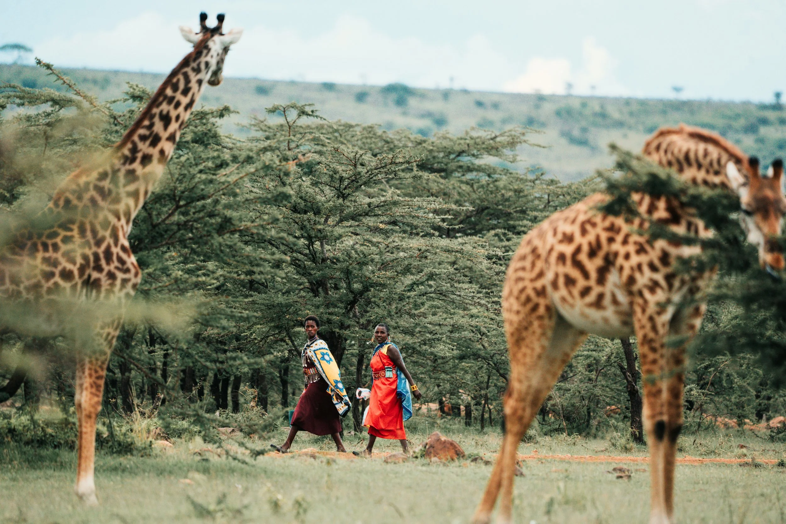 Two women walking in a savannah landscape with trees and two giraffes in the foreground.