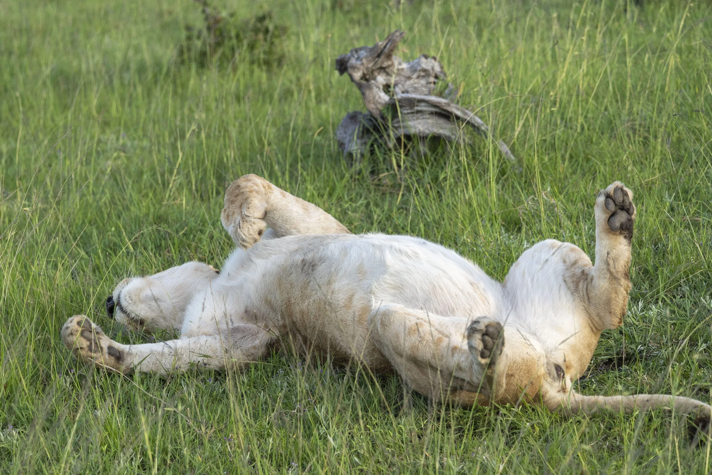 A lioness lying on her back in a grassy field with her paws in the air, and a dried tree trunk in the background.